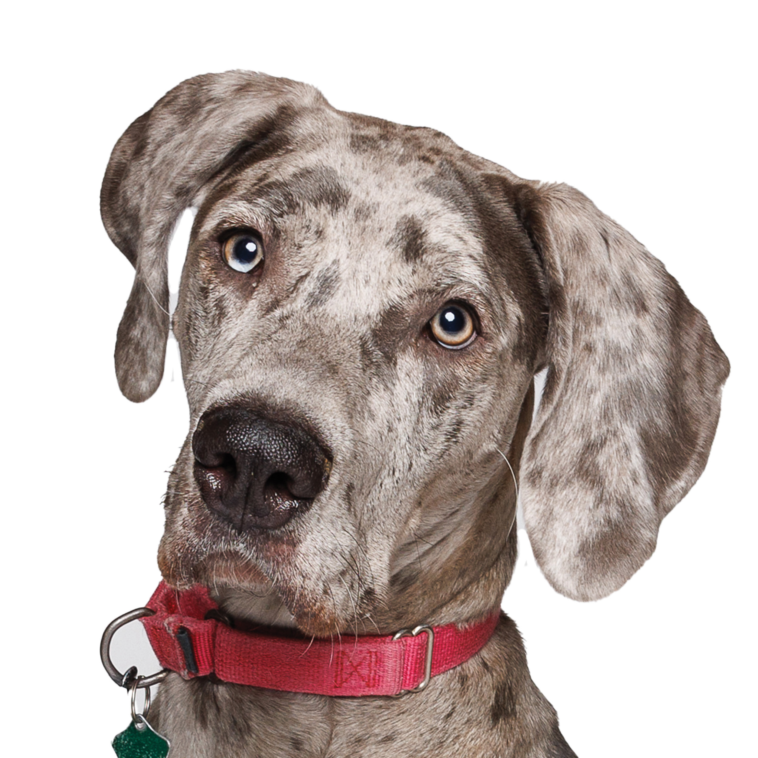Dog Training - logo